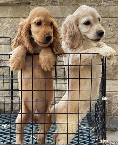 Cocker Spaniels puppies