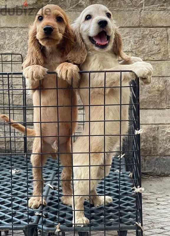 Cocker Spaniels puppies 1