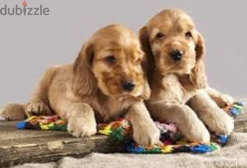 Cocker Spaniels puppies 2