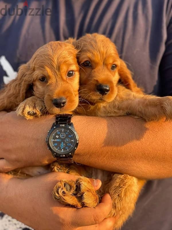 Cocker Spaniels puppies 3