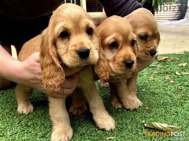 Cocker Spaniels puppies 4