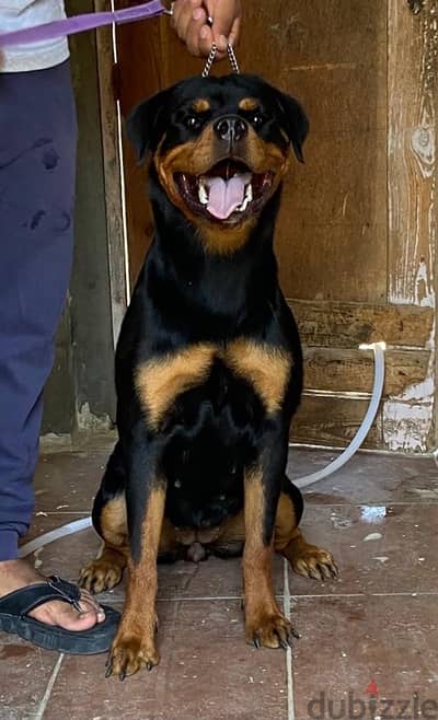 champion bloodline rottweiler female