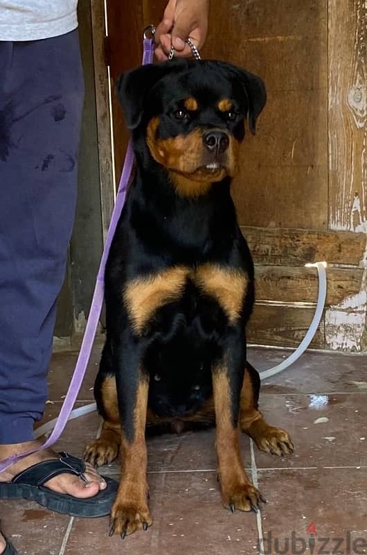 champion bloodline rottweiler female 1