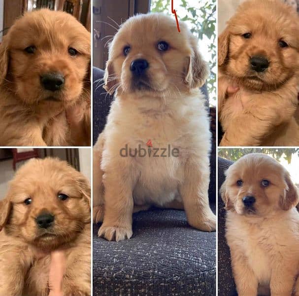 جراوي جولدن  golden puppies 0