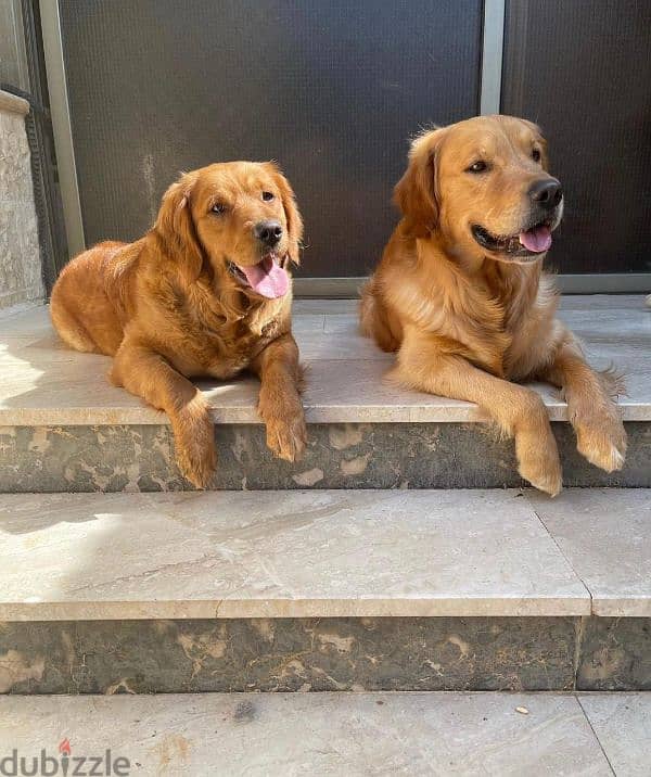 جراوي جولدن  golden puppies 4