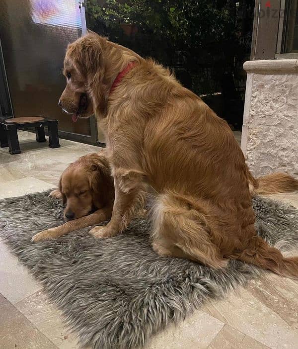 جراوي جولدن  golden puppies 5