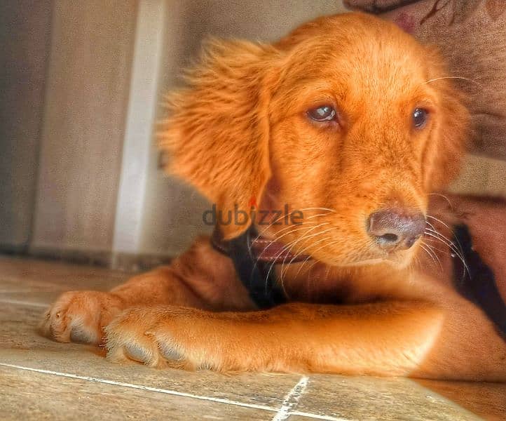 golden retriever 3