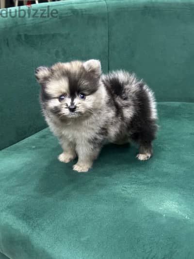 Pomeranian بومرينيان بومنيان بومرينين