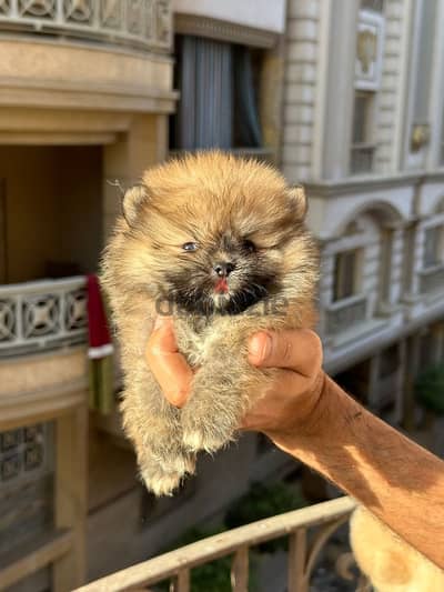 Pomeranian بومرينيان بومنيان بومرينين