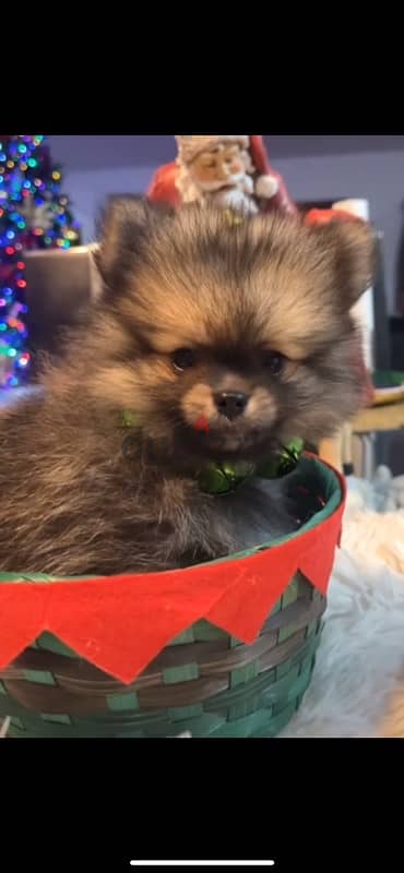 Pomeranian puppies 0