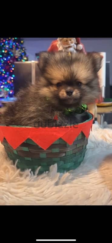 Pomeranian puppies 1