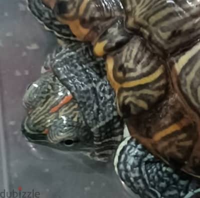 red ear turtle