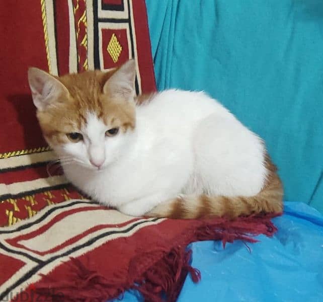 6 months male cat for adoption 0