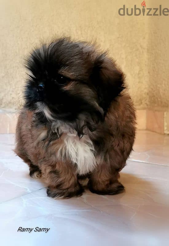 shih Tzu girl top quality_ Rare colorشيتزو بنت. 1