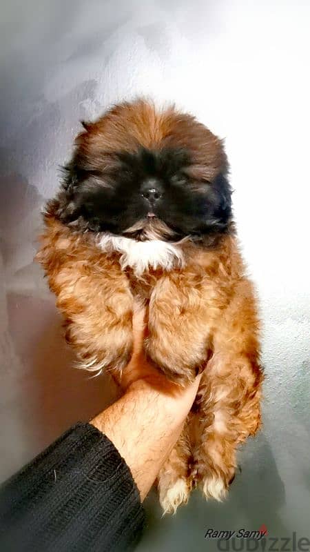 shih Tzu girl top quality_ Rare colorشيتزو بنت. 2