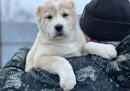 large white teddy bear alabai from Russia