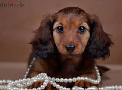 Dachshund