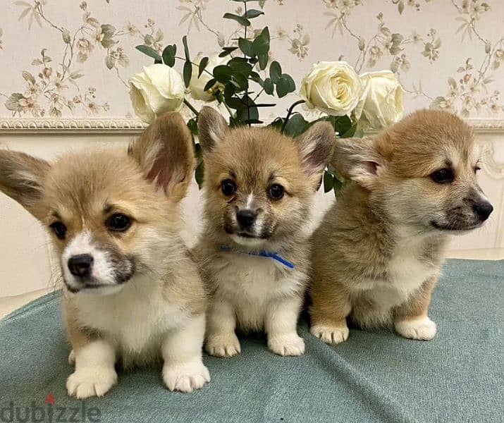 Welsh corgi pembroke puppy boy from Russia 0