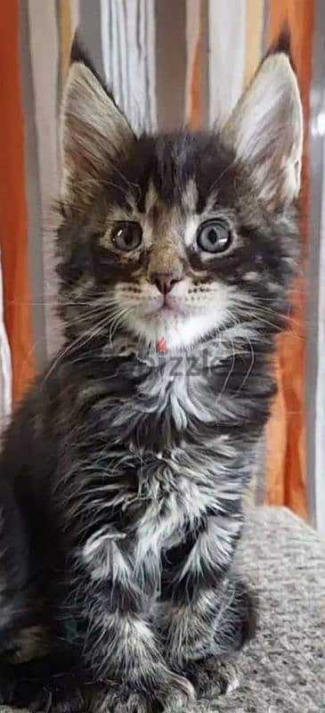 Maine coon kittens polydact female from Russia