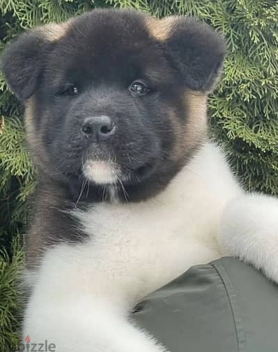 American Akita puppies boys from Russia