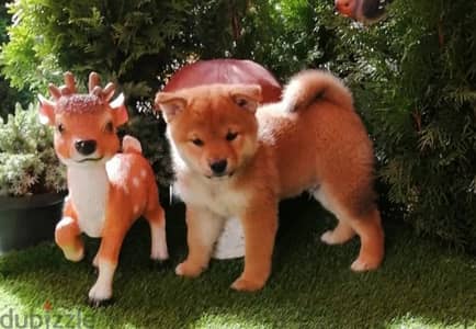 shiba inu puppies from Russia