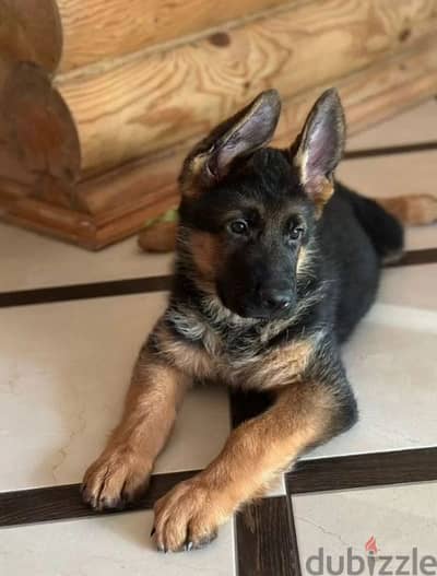 German shepherd puppy female from Russia