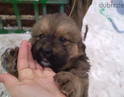 Tibetan mastiff puppies boys from Russia