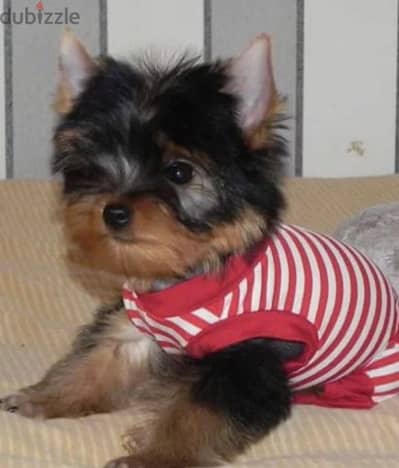 Yorkshire terrier fci boys from Russia