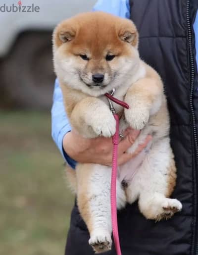 shiba