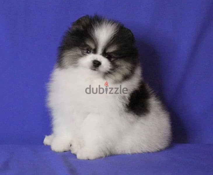 mini pomeranian panda cool boy from Russia 0