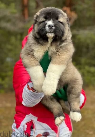 Caucasian shepherd puppy boy from Russia