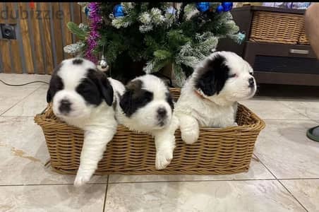 saint bernard puppy female from Russia