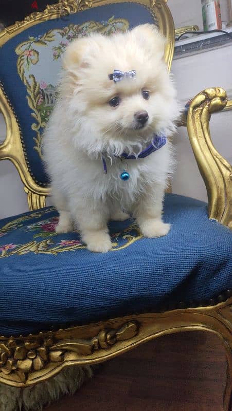 Marchmallow the Pomeranian 2