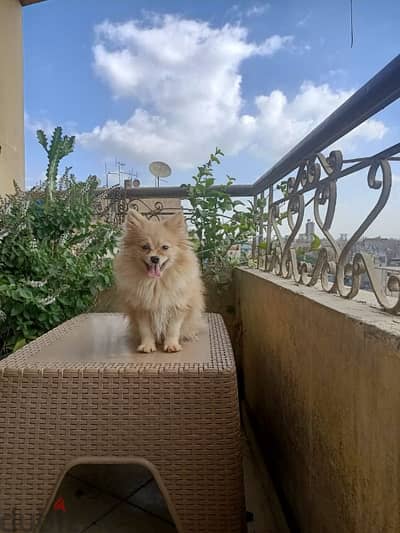 Pomeranian teacup 6 months vaccinated with certificate ولد بوميرانيان