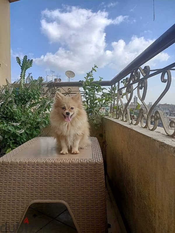 Pomeranian teacup 6 months vaccinated with certificate ولد بوميرانيان 0