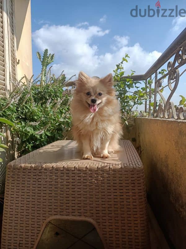 Pomeranian teacup 6 months vaccinated with certificate ولد بوميرانيان 1