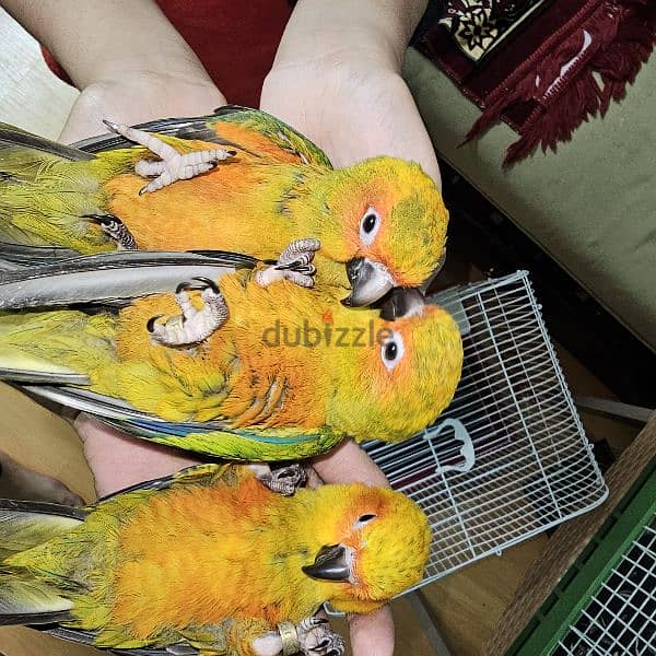 ببغاء/ بغبغان صن كونيور/ كنيور مفطومين parrot sun conure 0