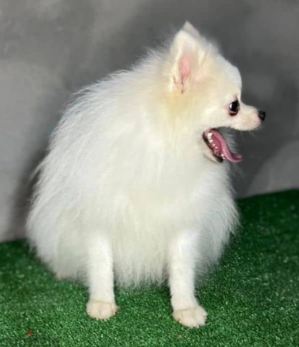 ذكر بومارنيان . . pomeranian 0