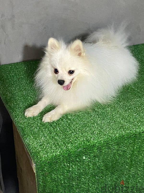 ذكر بومارنيان . . pomeranian 2