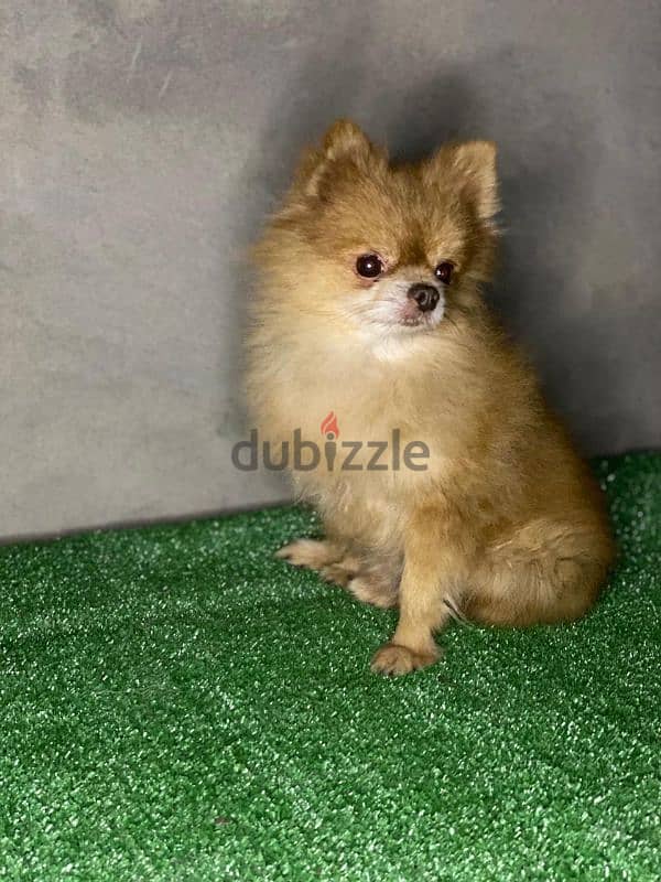 ذكر بومارنيان . . pomeranian 3