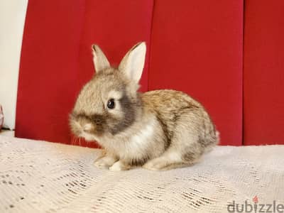 A BEAUTIFUL BALADI RABBIT