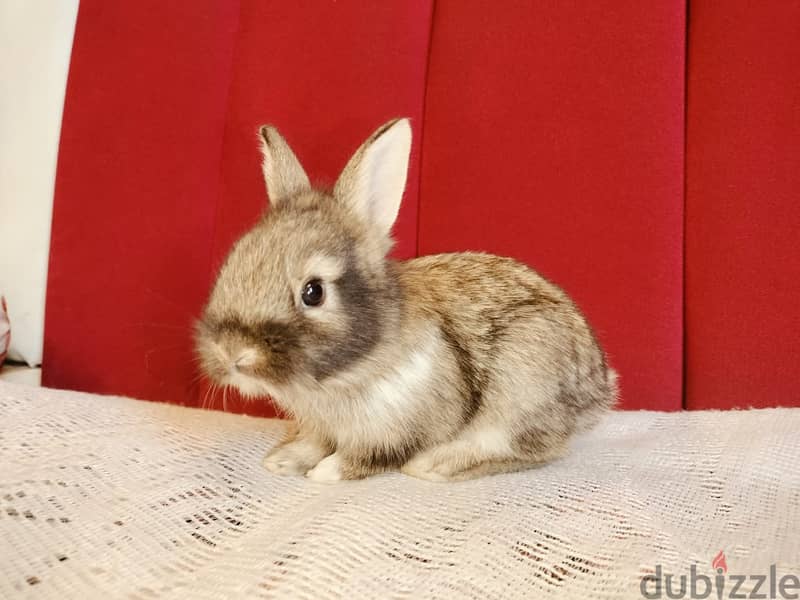 A BEAUTIFUL BALADI RABBIT - Other Pets & Animals - 203416155