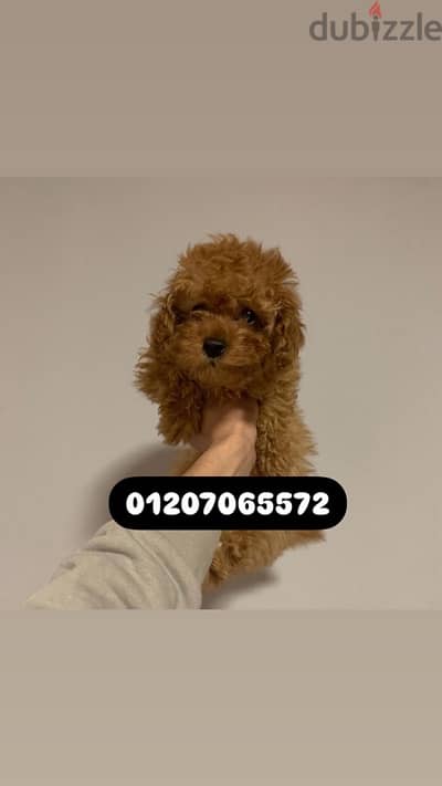 maltipoo dog مالتي بو