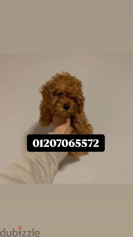 toy poodle توي بودل 1