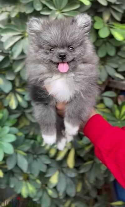 Pomeranian