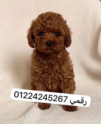 poodle تودي بودل