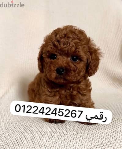 toy-poodle_45