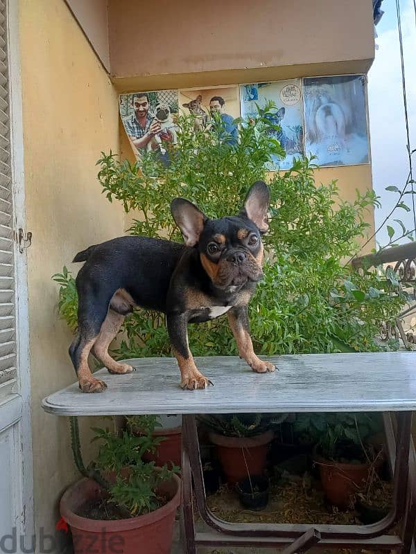 french bulldog male puppy 10 months فرنش بولدوج 0