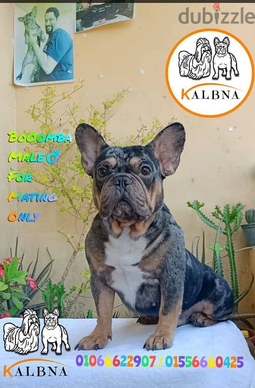 french bulldog male puppy 10 months فرنش بولدوج 1