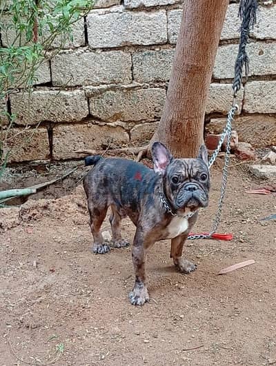 french bulldog male 1.5 year دكر فرنش بولدوج